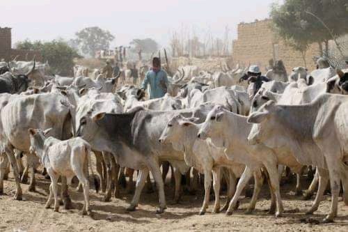 Battling with Fulani/Herders Clash in 2021 Speaks Volume About Poor Leadership| GOVERNMEND