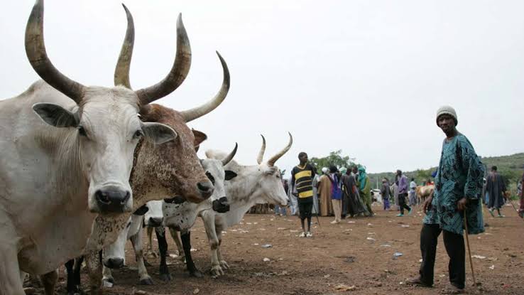 FG Reintroduces Controversial RUGA With A Different Name | GOVERNMEND