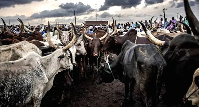 Zamfara State Government Shuts Down Cattle Markets Over Banditry Concerns