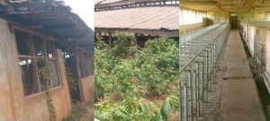 Federal Livestock Project In Enugu Remains Moribund 42 Years After Establishment